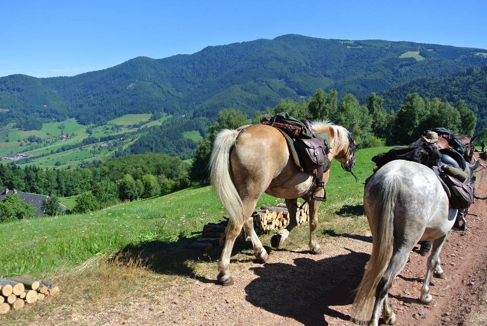 De Prague à Strasbourg : Schwarzwald
