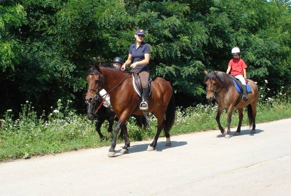 Nos chevaux en Roumanie